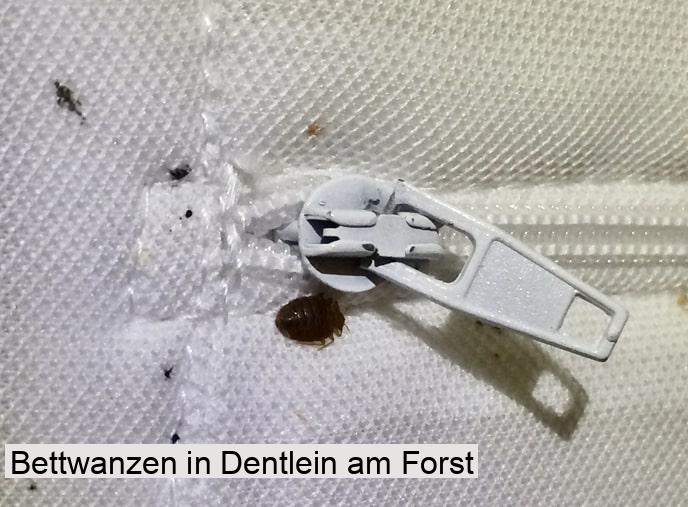 Bettwanzen in Dentlein am Forst